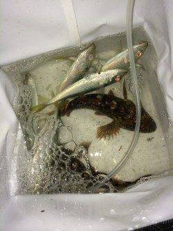 南港アジングでアジ・メバル・ガシラ、ほか大型チヌのバラシも!