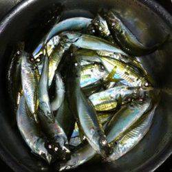 食コンでサビキ釣り、グレ28㎝とアジ&メバル