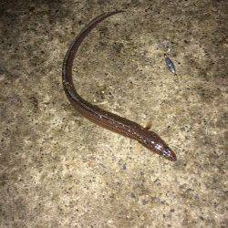 北公園、六時半頃に時合がきて入れ食い