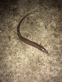 北公園、六時半頃に時合がきて入れ食い