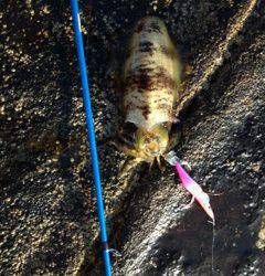 朝から1日シャクリ続けてアオリイカ16パイ！