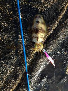 朝から1日シャクリ続けてアオリイカ16パイ…