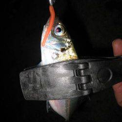 ミオ筋を狙ってアジキャッチ！　汐見埠頭でのアジング