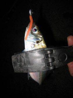 ミオ筋を狙ってアジキャッチ！　汐見埠頭でのアジング