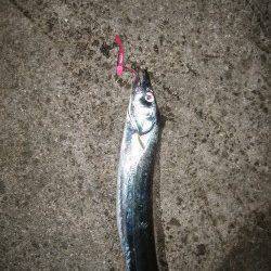 118.5cmのドラゴンタチウオ！　武庫一でワインド