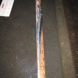 118.5cmのドラゴンタチウオ！　武庫一でワインド