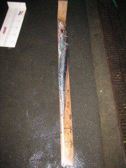 118.5cmのドラゴンタチウオ！　武庫一でワインド