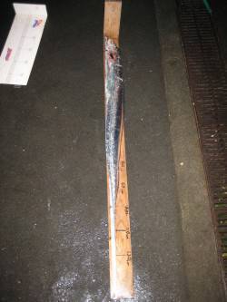 118.5cmのドラゴンタチウオ！　武庫一…