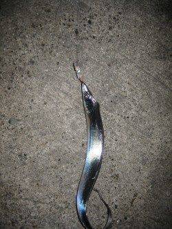 泉佐野でワインド、今後に期待です