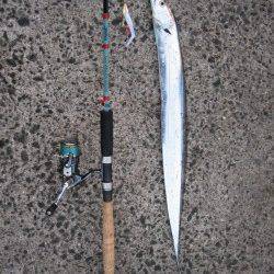 泉佐野でワインド、今後に期待です