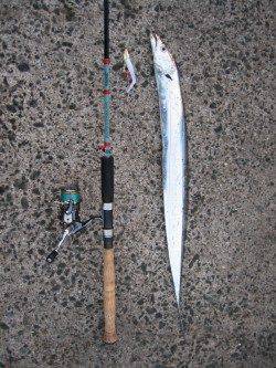 泉佐野でワインド、今後に期待です