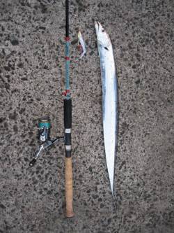 泉佐野でワインド、今後に期待です