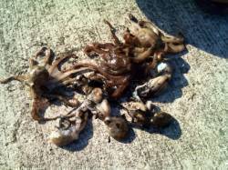 東二見人工島　足元を探ってイイダコ狙い☆