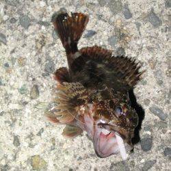 ダウンショットでガシラ10匹以上♪