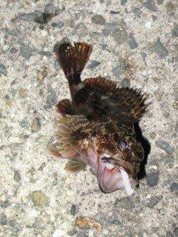 ダウンショットでガシラ10匹以上♪