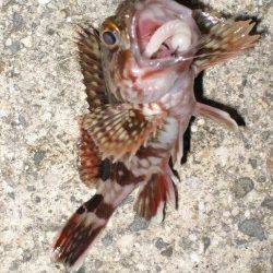 ダウンショットでガシラ10匹以上♪