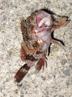 ダウンショットでガシラ10匹以上♪