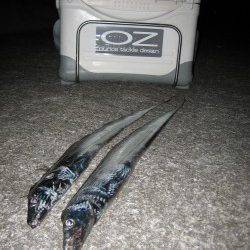 タチウオワインド夕方の時合に3連続ヒット！