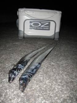 タチウオワインド夕方の時合に3連続ヒット！…