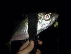 田辺・戎漁港　アジングで良型31cmのアジ☆　大型の回遊あり