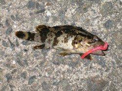 ダウンショットでタケノコメバルがヒット