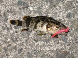 ダウンショットでタケノコメバルがヒット