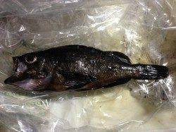 養老でメバル、エギングは数回のアタリのみでした