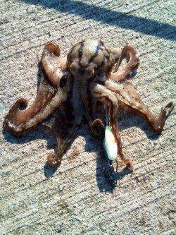 東二見人工島　足元を探ってイイダコ狙い☆