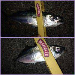 舞洲で夕方からのアジング釣果