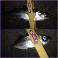 舞洲で夕方からのアジング釣果