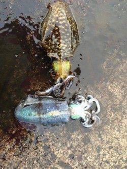 寒いですがまだ釣れています！音海学校裏でアオリイカ