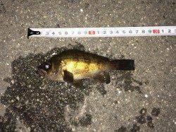 中島埠頭の水路のところでメバリング行ってきました