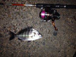 舞洲でのアジング　アジ・サバ・チヌの釣果