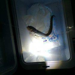 マリーナシティ　ウキ釣りでマアナゴが釣れました