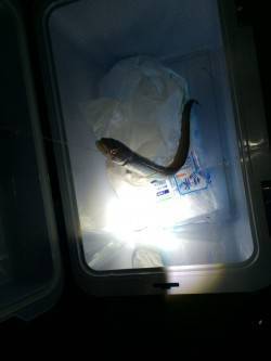 マリーナシティ　ウキ釣りでマアナゴが釣れま…