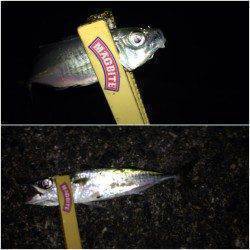 舞洲でのアジング　アジ・サバ・チヌの釣果