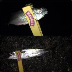 舞洲でのアジング　アジ・サバ・チヌの釣果