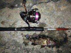 舞洲PM6:00～PM8:00迄のアジング釣果