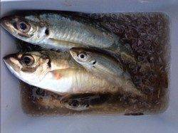 田辺・戎漁港　アジングで良型31cmのアジ☆　大型の回遊あり