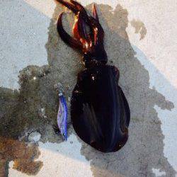 雑賀崎　低水温の中でのエギングでアオリイカ狙い