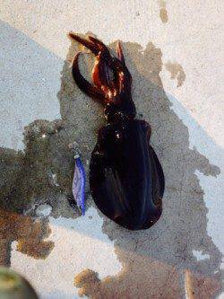 雑賀崎　低水温の中でのエギングでアオリイカ狙い