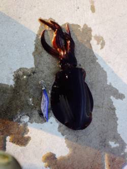 雑賀崎　低水温の中でのエギングでアオリイカ…