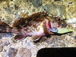 アジュール舞子、ボトムでガシラが連発！