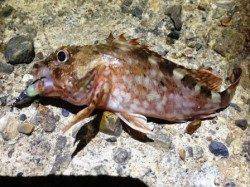 アジュール舞子、ボトムでガシラが連発！