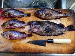 キビナゴで大物狙い！東二見で穴釣り、根魚大漁です