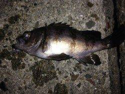 食コン沖向きテトラでメバリング