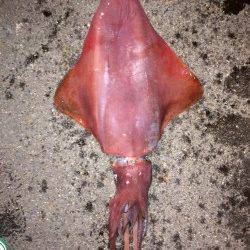 養老でメバル、エギングは数回のアタリのみでした