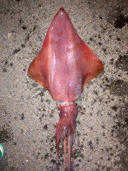 養老でメバル、エギングは数回のアタリのみでした