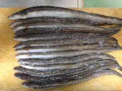 泉佐野でアナゴ釣り、デンスケ級もあがりまし…