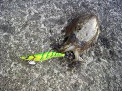 北港魚つり公園でコウイカ&グレ